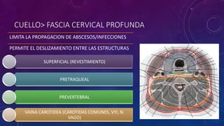 CUELLO> FASCIA CERVICAL PROFUNDA
SUPERFICIAL (REVESTIMIENTO)
PRETRAQUEAL
PREVERTEBRAL
VAINA CAROTIDEA (CAROTIDAS COMUNES, VYI, N.
VAGO)
LIMITA LA PROPAGACION DE ABSCESOS/INFECCIONES
PERMITE EL DESLIZAMIENTO ENTRE LAS ESTRUCTURAS
 