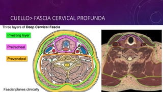 CUELLO> FASCIA CERVICAL PROFUNDA
 