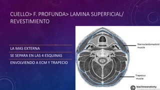 CUELLO> F. PROFUNDA> LAMINA SUPERFICIAL/
REVESTIMIENTO
LA MAS EXTERNA
SE SEPARA EN LAS 4 ESQUINAS
ENVOLVIENDO A ECM Y TRAPECIO
 