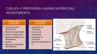 CUELLO> F. PROFUNDA> LAMINA SUPERFICIAL/
REVESTIMIENTO
INSERCIONES
SUPERIORES
• LINEAS NUCALES
OCCIPITALES
• PROCESOS MASTOIDES
• ARCOS CIGOMATICOS
• BORDE INFERIOR DE LA
MANDIBULA
• HIODES
• PROCESOS ESPINOSOS
VERTEBRALES
INSERCIONES
INFERIORES
• MANUBIO DEL
ESTERNON
• CLAVICULAS
• ACROMION
• ESPINA DE LA
ESCAPULA
• PROCESO ESPINOSO DE
C7
 