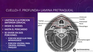 CUELLO> F. PROFUNDA> LAMINA PRETRAQUEAL
 