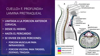 CUELLO> F. PROFUNDA>
LAMINA PRETRAQUEAL
 