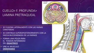 CUELLO> F. PROFUNDA>
LAMINA PRETRAQUEAL
• SE FUSIONA LATERALMENTE CON LAS VAINAS
CAROTIDEAS
• SE CONTINUA SUPEROPOSTERIORMENTE CON LA
FASCIA BUCOFARINGEA DE LA FARINGE
• FORMA UNA POLEA PARA
EL TENDON INTERMEDIO
DEL DIGASTRICO
• UNE AL MUSCULO
OMOHIODEO
 