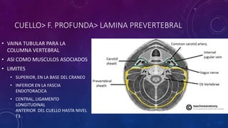 CUELLO> F. PROFUNDA> LAMINA PREVERTEBRAL
• VAINA TUBULAR PARA LA
COLUMNA VERTEBRAL
• ASI COMO MUSCULOS ASOCIADOS
• LIMITES
• SUPERIOR, EN LA BASE DEL CRANEO
• INFERIOR EN LA FASCIA
ENDOTORACICA
• CENTRAL, LIGAMENTO
LONGITUDINAL
ANTERIOR DEL CUELLO HASTA NIVEL
T3
 