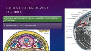 CUELLO> F. PROFUNDA> VAINA
CAROTIDEA
SE FUSIONA ANTERIORMENTE CON LAS LAMINAS DE REVESTIMIENTO Y
PRETRAQUEAL
POSTERIORMENTE CON LA PREVERTEBRAL
 