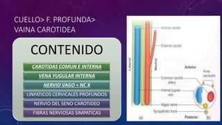 CUELLO> F. PROFUNDA>
VAINA CAROTIDEA
CONTENIDO
CAROTIDAS COMUN E INTERNA
VENA YUGULAR INTERNA
NERVIO VAGO = NC X
LINFATICOS CERVICALES PROFUNDOS
NERVIO DEL SENO CAROTIDEO
FIBRAS NERVIOSAS SIMPATICAS
 