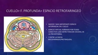 CUELLO> F. PROFUNDA> ESPACIO RETROFARINGEO
• MAYOR Y MAS IMPORTANTE ESPACIO
INTERFASCIAL DEL CUELLO
• ESPACIO VIRTUAL FORMADO POR TEJIDO
CONECTIVO LAXO ENTRE PORCION VISCERAL DE
LA PREVERTEBRAL
• Y ENTRE LA FASCIA
BUCOFARINGEA/PRETRAQUEAL
 