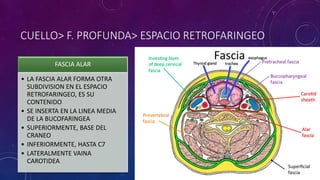 CUELLO> F. PROFUNDA> ESPACIO RETROFARINGEO
FASCIA ALAR
• LA FASCIA ALAR FORMA OTRA
SUBDIVISION EN EL ESPACIO
RETROFARINGEO, ES SU
CONTENIDO
• SE INSERTA EN LA LINEA MEDIA
DE LA BUCOFARINGEA
• SUPERIORMENTE, BASE DEL
CRANEO
• INFERIORMENTE, HASTA C7
• LATERALMENTE VAINA
CAROTIDEA
 