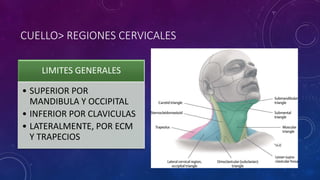 CUELLO> REGIONES CERVICALES
LIMITES GENERALES
• SUPERIOR POR
MANDIBULA Y OCCIPITAL
• INFERIOR POR CLAVICULAS
• LATERALMENTE, POR ECM
Y TRAPECIOS
 