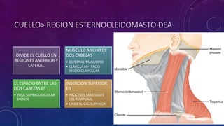 CUELLO> REGION ESTERNOCLEIDOMASTOIDEA
DIVIDE EL CUELLO EN
REGIONES ANTERIOR Y
LATERAL
MUSCULO ANCHO DE
DOS CABEZAS
• ESTERNAL-MANUBRIO
• CLAVICULAR-TERCIO
MEDIO CLAVICULAR
EL ESPACIO ENTRE LAS
DOS CABEZAS ES
• FOSA SUPRACLAVICULAR
MENOR
INSERCION SUPERIOR
EN
• PROCESOS MASTOIDES
DEL TEMPORAL
• LINEA NUCAL SUPERIOR
 