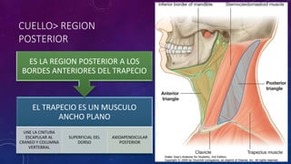 CUELLO> REGION
POSTERIOR
EL TRAPECIO ES UN MUSCULO
ANCHO PLANO
UNE LA CINTURA
ESCAPULAR AL
CRANEO Y COLUMNA
VERTEBRAL
SUPERFICIAL DEL
DORSO
AXIOAPENDICULAR
POSTERIOR
ES LA REGION POSTERIOR A LOS
BORDES ANTERIORES DEL TRAPECIO
 