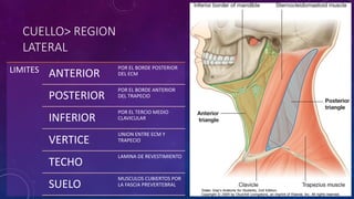 CUELLO> REGION
LATERAL
LIMITES ANTERIOR
POR EL BORDE POSTERIOR
DEL ECM
POSTERIOR
POR EL BORDE ANTERIOR
DEL TRAPECIO
INFERIOR
POR EL TERCIO MEDIO
CLAVICULAR
VERTICE
UNION ENTRE ECM Y
TRAPECIO
TECHO
LAMINA DE REVESTIMIENTO
SUELO
MUSCULOS CUBIERTOS POR
LA FASCIA PREVERTEBRAL
 