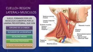CUELLO> REGION
LATERAL> MUSCULOS
SUELO, FORMADO POR LOS
MUSCULOS CUBIERTOS POR LA
LAMINA PREVERTEBRAL, QUE SON
ESPLENIO DE LA CABEZA
ELEVADOR DE LA ESCAPULA
ESCALENO MEDIO
ESCALENO POSTERIOR
A VECES, ESCALENO ANTERIOR
 