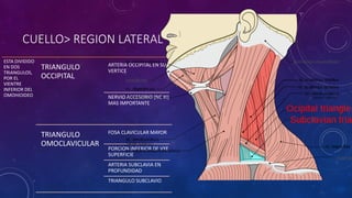 CUELLO> REGION LATERAL
ESTA DIVIDIDO
EN DOS
TRIANGULOS,
POR EL
VIENTRE
INFERIOR DEL
OMOHIOIDEO
TRIANGULO
OCCIPITAL
ARTERIA OCCIPITAL EN SU
VERTICE
NERVIO ACCESORIO (NC XI)
MAS IMPORTANTE
TRIANGULO
OMOCLAVICULAR
FOSA CLAVICULAR MAYOR
PORCION INFERIOR DE VYE
SUPERFICIE
ARTERIA SUBCLAVIA EN
PROFUNDIDAD
TRIANGULO SUBCLAVIO
 