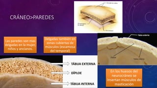 CRÁNEO>PAREDES
Las paredes son mas
delgadas en la mujer,
niños y ancianos.
Delgadas también en
zonas cubiertas de
músculos (escamosa
del temporal)
En los huesos del
neurocráneo se
insertan músculos de
masticación
 
