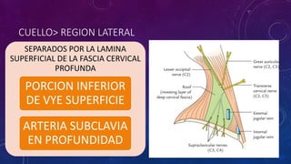 CUELLO> REGION LATERAL
SEPARADOS POR LA LAMINA
SUPERFICIAL DE LA FASCIA CERVICAL
PROFUNDA
PORCION INFERIOR
DE VYE SUPERFICIE
ARTERIA SUBCLAVIA
EN PROFUNDIDAD
 