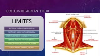 CUELLO> REGION ANTERIOR
LIMITES
ANTERIOR, LINEA MEDIA DEL CUELLO
POSTERIOR, BORDE ANTERIOR DEL ECM
SUPERIOR, BORDE INFERIOR DE LA MANDIBULA
VERTICE, INCISURA YUGULAR ESTERNAL
TECHO, TEJIDO SUBCUTANEO + PLATISMA
SUELO, LARINGE, LARINGE, TIROIDES
 