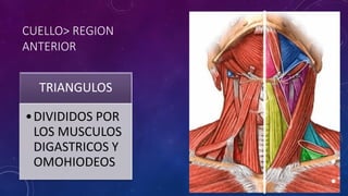 CUELLO> REGION
ANTERIOR
TRIANGULOS
•DIVIDIDOS POR
LOS MUSCULOS
DIGASTRICOS Y
OMOHIODEOS
 