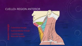 CUELLO> REGION ANTERIOR
 