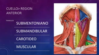 CUELLO> REGION
ANTERIOR
TRIANGULOS
SUBMENTONIANO
SUBMANDIBULAR
CAROTIDEO
MUSCULAR
 