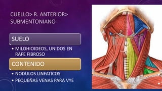 CUELLO> R. ANTERIOR>
SUBMENTONIANO
SUELO
• MILOHIOIDEOS, UNIDOS EN
RAFE FIBROSO
CONTENIDO
• NODULOS LINFATICOS
• PEQUEÑAS VENAS PARA VYE
 