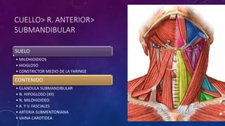 CUELLO> R. ANTERIOR>
SUBMANDIBULAR
SUELO
• MILOHIOIDEOS
• HIOGLOSO
• CONSTRICTOR MEDIO DE LA FARINGE
CONTENIDO
• GLANDULA SUBMANDIBULAR
• N. HIPOGLOSO (XII)
• N. MILOHIOIDEO
• A. Y V. FASCIALES
• ARTERIA SUBMENTONIANA
• VAINA CAROTIDEA
 