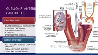 CUELLO> R. ANTERIOR>
CAROTIDEO
• DILATACION PROXIMAL DE LA CAROTIDA INTERNA
• N. DEL SENO CAROTIDEO =
N.GLOSOFARINGEO (NC IX)
• N. VAGO NC X
• BARORRECEPTOR= PRESION
SENO CAROTIDEO
• MASA PEQUEÑA DE TEJIDO EN LA BIFURCACION
CAROTIDEA
• MISMA INERVACION QUE SENO
• QUIMIORRECEPTOR=OXIGENO
GLOMUS CAROTIDEO
 
