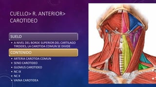 CUELLO> R. ANTERIOR>
CAROTIDEO
SUELO
• A NIVEL DEL BORDE SUPERIOR DEL CARTILAGO
TIROIDES, LA CAROTIDA COMUN SE DIVIDE
CONTENIDO
• ARTERIA CAROTIDA COMUN
• SENO CAROTIDEO
• GLOMUS CAROTIDEO
• NC IX
• NC X
• VAINA CAROTIDEA
 