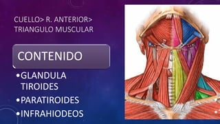 CUELLO> R. ANTERIOR>
TRIANGULO MUSCULAR
CONTENIDO
•GLANDULA
TIROIDES
•PARATIROIDES
•INFRAHIODEOS
 