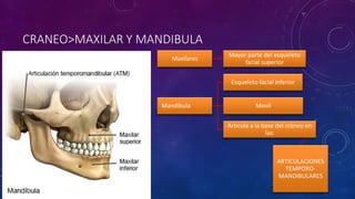 CRANEO>MAXILAR Y MANDIBULA
Maxilares
Mayor parte del esqueleto
facial superior
Mandíbula
Esqueleto facial inferior
Movil
Articula a la base del cráneo en
las:
ARTICULACIONES
TEMPORO-
MANDIBULARES
 