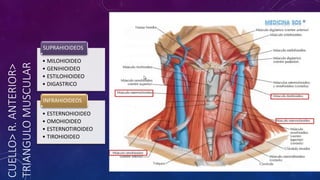 CUELLO>
R.
ANTERIOR>
TRIANGULO
MUSCULAR
• MILOHIOIDEO
• GENIHIOIDEO
• ESTILOHIOIDEO
• DIGASTRICO
SUPRAHIOIDEOS
• ESTERNOHIOIDEO
• OMOHIOIDEO
• ESTERNOTIROIDEO
• TIROHIOIDEO
INFRAHIOIDEOS
 