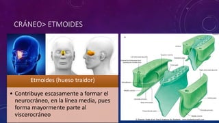 CRÁNEO> ETMOIDES
Etmoides (hueso traidor)
• Contribuye escasamente a formar el
neurocráneo, en la línea media, pues
forma mayormente parte al
viscerocráneo
 