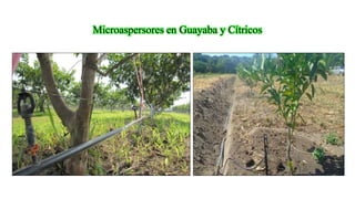 Microaspersores en Guayaba y Cítricos
 