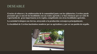 DESEABLE
Gracias al esfuerzo y la colaboración de la comunidad junto con los ejidatarios, Cerritos puede
presumir que es una de las localidades con un realce agrícola y se hace destacar por ser sede de
exportación de gran importancia en la región, compitiendo con otras localidades agrícolas.
La sociedad trabajara sus tierras, atrayendo a la producción extranjera principalmente.
La localidad de Cerritos haciéndose nombrar por su agricultura y por ser un pueblo de orgullo.
 