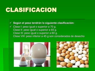 CLASIFICACION

  Según el peso tendrán la siguiente clasificación:
  Clase I: peso igual o superior a 70 g.
   Clase II: peso igual o superior a 65 g.
   Clase III: peso igual o superior a 60 g.
   Clase VIII: peso inferior a 45 g son considerados de desecho
 