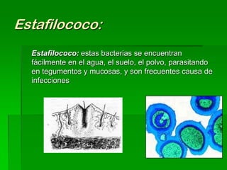 Estafilococo:
  Estafilococo: estas bacterias se encuentran
  fácilmente en el agua, el suelo, el polvo, parasitando
  en tegumentos y mucosas, y son frecuentes causa de
  infecciones
 
