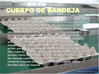 CUERPO DE BANDEJA
Cuerpo de bandeja portadora para huevos, con una o
varias espigas sobresalientes, cuya medida transversal
disminuye hacia arriba, por lo que la pared lateral de cada
una de las espigas, junto con otros recortes contiguos a
las espigas, forma paredes de limitación para cavidades
celulares, contiguas a las espigas y abiertas hacia arriba,
para la colocación de huevos, caracterizado porque la
espiga está formada como espiga abierta, ranurada por
arriba, por lo que las ranuras, que empiezan en el canto
libre superior de la pared de espiga, se extienden una
porción hacia abajo, y los recortes de pared limitados por
las ranuras continúan hacia abajo a las cavidades
celulares estando formadas como superficies de apoyo
flexibles para los huevos
 