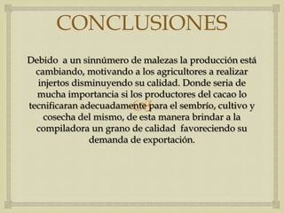 CONCLUSIONES
Debido a un sinnúmero de malezas la producción está
  cambiando, motivando a los agricultores a realizar
  injertos disminuyendo su calidad. Donde seria de
  mucha importancia si los productores del cacao lo
                        
tecnificaran adecuadamente para el sembrío, cultivo y
    cosecha del mismo, de esta manera brindar a la
  compiladora un grano de calidad favoreciendo su
               demanda de exportación.
 