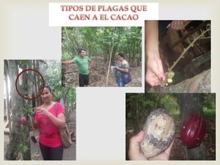 Exportacion del cacao en Ecuador