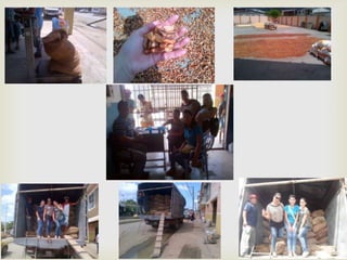 Exportacion del cacao en Ecuador