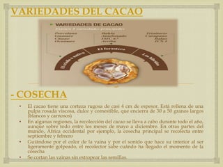 VARIEDADES DEL CACAO




                                        
- COSECHA
 •   El cacao tiene una corteza rugosa de casi 4 cm de espesor. Está rellena de una
     pulpa rosada viscosa, dulce y comestible, que encierra de 30 a 50 granos largos
     (blancos y carnosos)
 •   En algunas regiones, la recolección del cacao se lleva a cabo durante todo el año,
     aunque sobre todo entre los meses de mayo a diciembre. En otras partes del
     mundo, África occidental por ejemplo, la cosecha principal se recolecta entre
     septiembre y febrero
 •   Guiándose por el color de la vaina y por el sonido que hace su interior al ser
     ligeramente golpeado, el recolector sabe cuándo ha llegado el momento de la
     cosecha
 •   Se cortan las vainas sin estropear las semillas.
 
