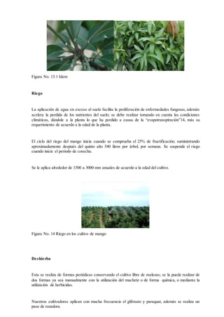 Figura No. 13.1 Idem
Riego
La aplicación de agua en exceso al suelo facilita la proliferación de enfermedades fungosas, además
acelera la perdida de los nutrientes del suelo; se debe realizar tomando en cuenta las condiciones
climáticas, dándole a la planta lo que ha perdido a causa de la “evapotranspiración”14, más su
requerimiento de acuerdo a la edad de la planta.
El ciclo del riego del mango inicia cuando se comprueba el 25% de fructificación; suministrando
aproximadamente después del quinto año 540 litros por árbol, por semana. Se suspende el riego
cuando inicie el periodo de cosecha.
Se le aplica alrededor de 1500 a 3000 mm anuales de acuerdo a la edad del cultivo.
Figura No. 14 Riego en los cultivo de mango
Deshierba
Esta se realiza de formas periódicas conservando el cultivo libre de malezas; se la puede realizar de
dos formas ya sea manualmente con la utilización del machete o de forma química, o mediante la
utilización de herbicidas.
Nuestros cultivadores aplican con mucha frecuencia el glifosato y paraquat, además se realiza un
pase de rozadora.
 