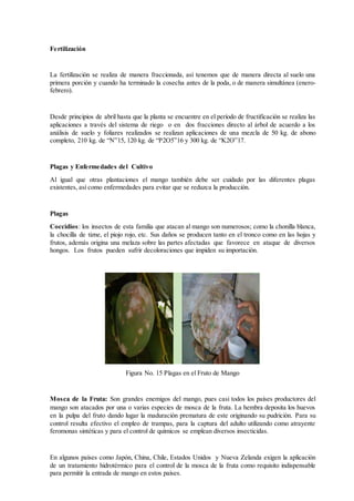 Fertilización
La fertilización se realiza de manera fraccionada, así tenemos que de manera directa al suelo una
primera porción y cuando ha terminado la cosecha antes de la poda, o de manera simultánea (enero-
febrero).
Desde principios de abril hasta que la planta se encuentre en el período de fructificación se realiza las
aplicaciones a través del sistema de riego o en dos fracciones directo al árbol de acuerdo a los
análisis de suelo y foliares realizados se realizan aplicaciones de una mezcla de 50 kg. de abono
completo, 210 kg. de “N”15, 120 kg. de “P2O5”16 y 300 kg. de “K2O”17.
Plagas y Enfermedades del Cultivo
Al igual que otras plantaciones el mango también debe ser cuidado por las diferentes plagas
existentes, así como enfermedades para evitar que se reduzca la producción.
Plagas
Coccidios: los insectos de esta familia que atacan al mango son numerosos; como la chonilla blanca,
la chocilla de tizne, el piojo rojo, etc. Sus daños se producen tanto en el tronco como en las hojas y
frutos, además origina una melaza sobre las partes afectadas que favorece en ataque de diversos
hongos. Los frutos pueden sufrir decoloraciones que impiden su importación.
Figura No. 15 Plagas en el Fruto de Mango
Mosca de la Fruta: Son grandes enemigos del mango, pues casi todos los países productores del
mango son atacados por una o varias especies de mosca de la fruta. La hembra deposita los huevos
en la pulpa del fruto dando lugar la maduración prematura de este originando su pudrición. Para su
control resulta efectivo el empleo de trampas, para la captura del adulto utilizando como atrayente
feromonas sintéticas y para el control de químicos se emplean diversos insecticidas.
En algunos países como Japón, China, Chile, Estados Unidos y Nueva Zelanda exigen la aplicación
de un tratamiento hidrotérmico para el control de la mosca de la fruta como requisito indispensable
para permitir la entrada de mango en estos países.
 
