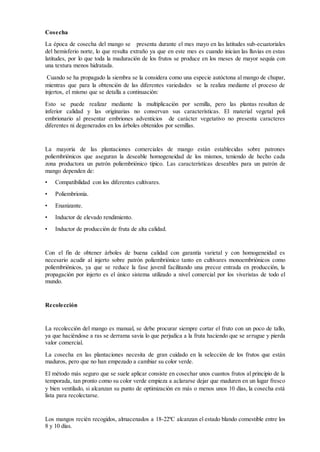 Cosecha
La época de cosecha del mango se presenta durante el mes mayo en las latitudes sub-ecuatoriales
del hemisferio norte, lo que resulta extraño ya que en este mes es cuando inician las lluvias en estas
latitudes, por lo que toda la maduración de los frutos se produce en los meses de mayor sequía con
una textura menos hidratada.
Cuando se ha propagado la siembra se la considera como una especie autóctona al mango de chupar,
mientras que para la obtención de las diferentes variedades se la realiza mediante el proceso de
injertos, el mismo que se detalla a continuación:
Esto se puede realizar mediante la multiplicación por semilla, pero las plantas resultan de
inferior calidad y las originarias no conservan sus características. El material vegetal poli
embrionario al presentar embriones adventicios de carácter vegetativo no presenta caracteres
diferentes ni degenerados en los árboles obtenidos por semillas.
La mayoría de las plantaciones comerciales de mango están establecidas sobre patrones
poliembriónicos que aseguran la deseable homogeneidad de los mismos, teniendo de hecho cada
zona productora un patrón poliembriónico típico. Las características deseables para un patrón de
mango dependen de:
• Compatibilidad con los diferentes cultivares.
• Poliembrionía.
• Enanizante.
• Inductor de elevado rendimiento.
• Inductor de producción de fruta de alta calidad.
Con el fin de obtener árboles de buena calidad con garantía varietal y con homogeneidad es
necesario acudir al injerto sobre patrón poliembriónico tanto en cultivares monoembriónicos como
poliembriónicos, ya que se reduce la fase juvenil facilitando una precoz entrada en producción, la
propagación por injerto es el único sistema utilizado a nivel comercial por los viveristas de todo el
mundo.
Recolección
La recolección del mango es manual, se debe procurar siempre cortar el fruto con un poco de tallo,
ya que haciéndose a ras se derrama savia lo que perjudica a la fruta haciendo que se arrugue y pierda
valor comercial.
La cosecha en las plantaciones necesita de gran cuidado en la selección de los frutos que están
maduros, pero que no han empezado a cambiar su color verde.
El método más seguro que se suele aplicar consiste en cosechar unos cuantos frutos al principio de la
temporada, tan pronto como su color verde empieza a aclararse dejar que maduren en un lugar fresco
y bien ventilado, si alcanzan su punto de optimización en más o menos unos 10 días, la cosecha está
lista para recolectarse.
Los mangos recién recogidos, almacenados a 18-22ºC alcanzan el estado blando comestible entre los
8 y 10 días.
 