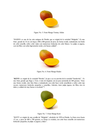 Figura No. 5. Fruto Mango Tommy Atkins
“HADEN: es una de las más antiguas de Florida, que se originó de la variedad “Mulgoba”. Es una
fruta grande de 14 cm. de largo y 400 a 600 gramos de peso, de forma ovoide, redondeada con fondo
de color amarillo, sobre color rojizo con numerosas lenticelas de color blanco. La pulpa es jugosa,
casi sin fibra con sabor ligeramente ácido y de buena calidad”.
Figura No. 6. Fruto Mango Haden
“KENT: se originó de la variedad “Brooks”, la que a su vez provino de la variedad “Sandersha”. Es
una fruta grande que llega a 13cm. ó más de longitud, con un peso promedio de 680 gramos. Tiene
una forma ovoide, más bien llena y redondeada con color base verde amarillento y sobre color rojo
oscuro, numerosas lenticelas pequeñas y amarillas, Además, tiene pulpa jugosa, sin fibra, rica en
dulce y calidad de muy buena a excelente”7.
Figura No. 7. Fruto Mango Kent
“KEITT: se originó de una semilla de “Mulgoba”, alrededor de 1929 en Florida. La fruta crece hasta
12 cm. y pesa de 600 a 700 gramos, su forma es ovalada, con color base amarillo con numerosas
lenticelas pequeñas, la pulpa es jugosa y dulce”.
 