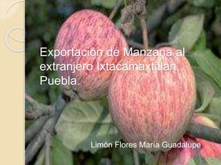 Exportación de Manzana al
extranjero Ixtacamaxtitlan,
Puebla.
Limón Flores María Guadalupe
 