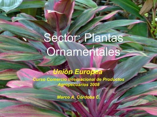 Sector: Plantas Ornamentales Unión Europea  Curso Comercio Internacional de Productos Agropecuarios 2008 Marco A. Córdoba C. 