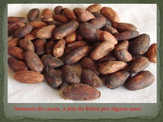 Semente do cacau, a jóia da Bahia por alguns anos.
 