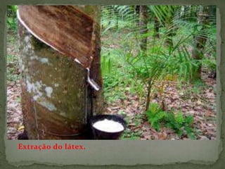 Extração do látex.
 