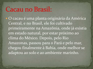  O cacau é uma planta originária da América
Central, e no Brasil, ele foi cultivado
primeiramente na Amazônia, onde já existia
em estado natural, por estar próximo ao
clima do México. Depois, pelo Rio
Amazonas, passou para o Pará e pelo mar,
chegou finalmente à Bahia, onde melhor se
adaptou ao solo e ao ambiente marinho.
 